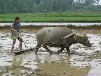 Trâu-đeo-ách-e1558670070562.webp Trâu-đeo-ách-e1558670070562.webp