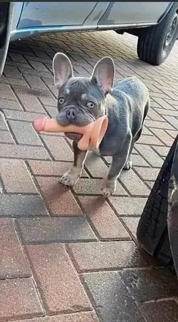224781