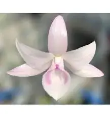 images.webp