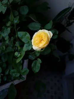 20181205_063337.webp