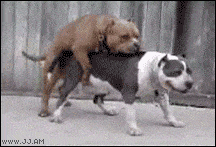 tải xuống (13).gif