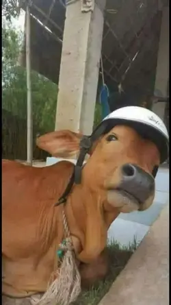 252777