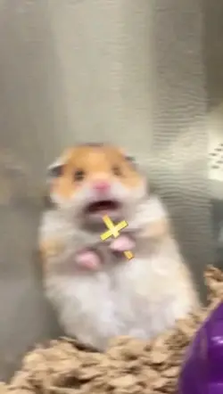 43683