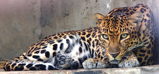 Indochinese_leopard.jpg