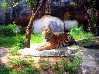 Tiger_3.jpg