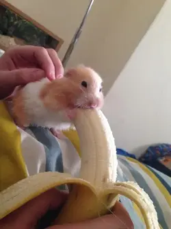 45886