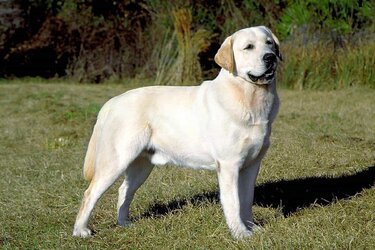 Labrador-Retriever-Dog-dung-tren-bai-co.jpg