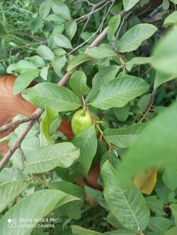 IMG_20210801_171416.jpg
