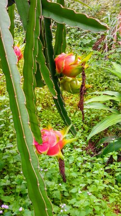IMAG0153-EFFECTS.jpg