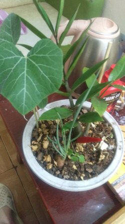 IMAG0101.jpg