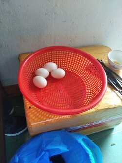 IMG_20210906_132309.jpg