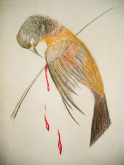 thornbird.jpg thornbird.jpg