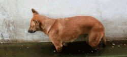 download (6).gif