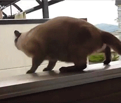giphy (1).gif