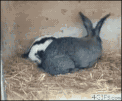 download (3).gif