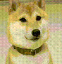 Cho gat dau.gif