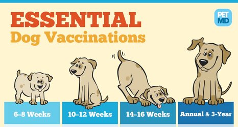 DogVaccinations-PetMD-R2~2.jpeg DogVaccinations-PetMD-R2~2.jpeg