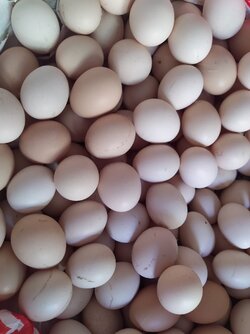 905F3854-AC76-40EF-A367-9367BB8EC058.jpeg