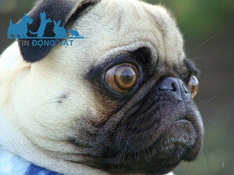 cho-pug-mat-loi.jpg