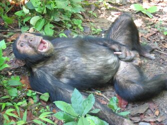 Case_Lorance_Monkey.jpg