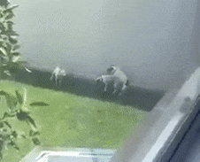 68747470733a2f2f696d6775722e636f6d2f36347a304449412e676966.gif