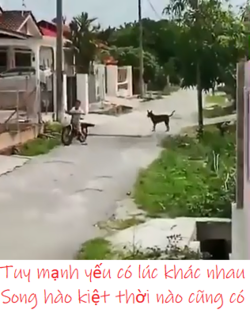 Người đàn ông mặc áo grab bị đánh tử vo... cạnh xác con chó, tạm giữ 1 nghi phạm.png