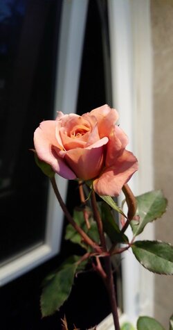 IMG_20220101_234117.jpg