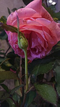 DSC_0078.JPG