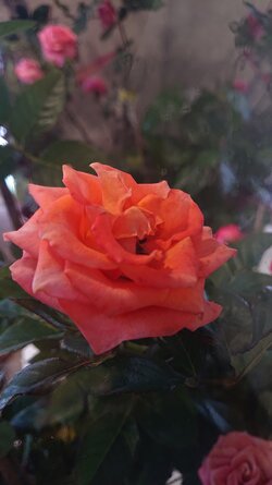 DSC_0089.JPG