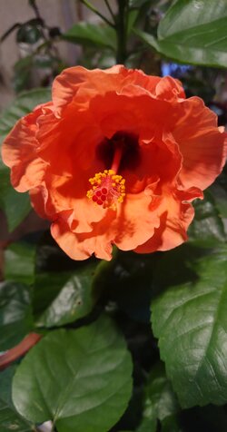IMG_UPLOAD_20211218_063532.jpg