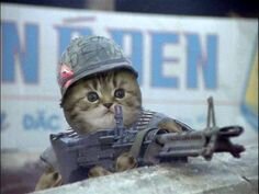 4400ee534e20775f8e67a06879fe5665--military-kitty.jpg