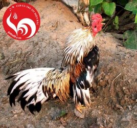 149e73af009a5b30f4320ddd2ba718b7--việt-nam-image.jpg