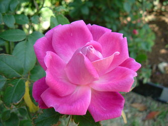 1200px-Rosa_chinensis_petals.jpg 1200px-Rosa_chinensis_petals.jpg