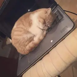 Meow.webp