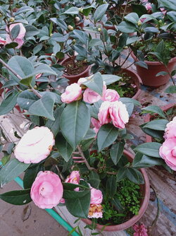 IMG20220114100249.jpg