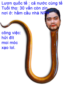 quenh heo 22.png