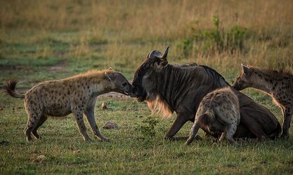 VNEHyena_1558502106_9969_1558502168_NQVT.jpg VNEHyena_1558502106_9969_1558502168_NQVT.jpg