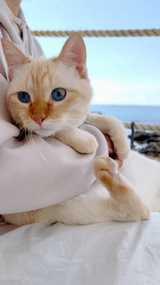 Tumblr_l_14120970429224.gif Tumblr_l_14120970429224.gif