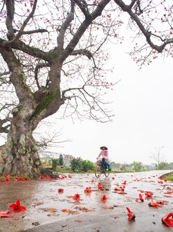 Cơn mưa đầu mùa.jpg