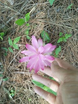 IMG_20210907_083317.jpg