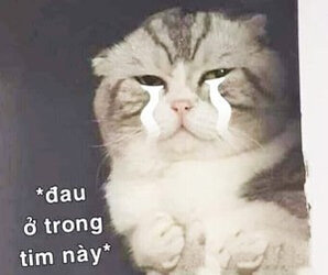 meme.jpg
