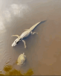 1651216154235.gif