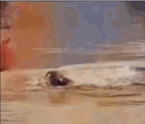 1650871028693.gif