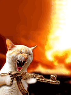 catloco_7fedsfry.gif