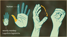 113b_hands.jpg_full_610.jpg 113b_hands.jpg_full_610.jpg