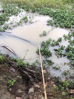 EE40644E-2B84-4C5E-80D5-78267AD7B51D.jpeg EE40644E-2B84-4C5E-80D5-78267AD7B51D.jpeg