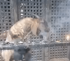 B73EAA9E-7E7E-4825-B0B7-4947EA0231DA.gif B73EAA9E-7E7E-4825-B0B7-4947EA0231DA.gif