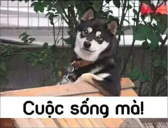 84628