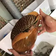 HoangAlex11