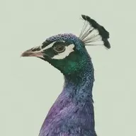 Eddyvictoria